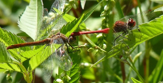 sympetrum sanguineum o fonscolombii?